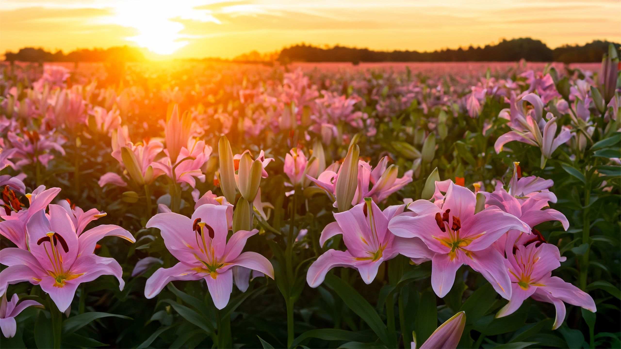 A field of lilies at sunset