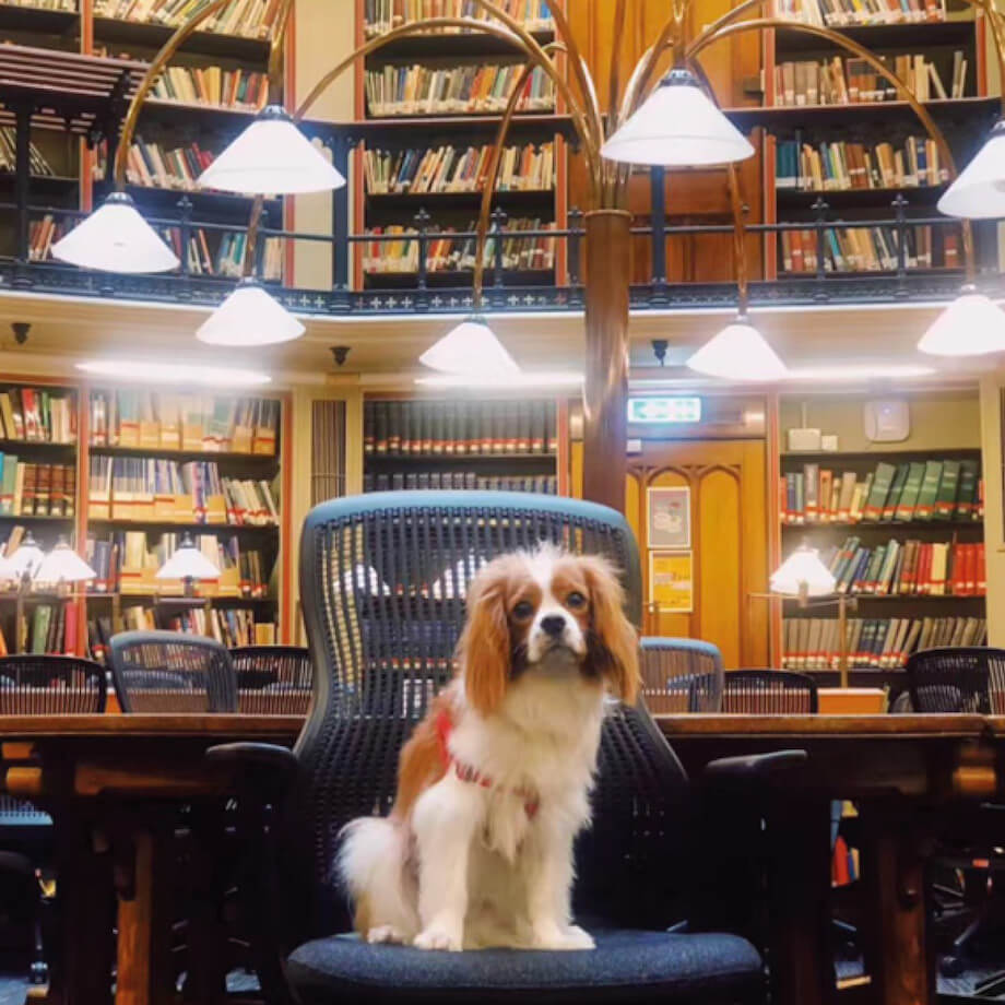 A dog in King's Library